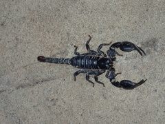 Heterometrus laoticus