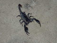Heterometrus laoticus