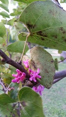 Cercis canadensis texensis