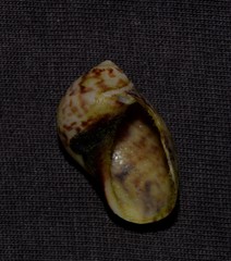 Mammilla simiae