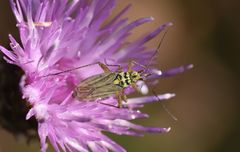 Oncotylus viridiflavus