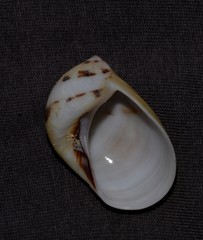 Mammilla sebae