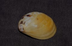 Mammilla sebae
