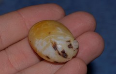 Mammilla sebae