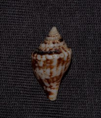 Strombidae