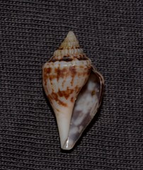 Strombidae