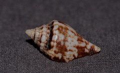 Strombidae