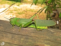 Tropidacris cristata grandis