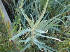 Asclepias brachystephana