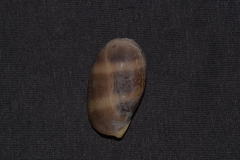 Lyncina