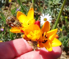 Ixia maculata