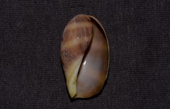 Lyncina