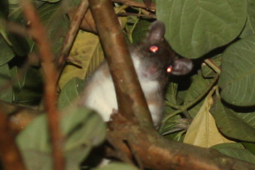 Platacanthomys lasiurus