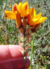 Ixia maculata