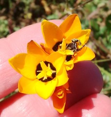 Ixia maculata