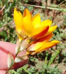 Ixia maculata