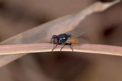 Musca ventrosa