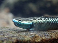 Stiphodon atropurpureus