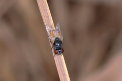 Musca ventrosa