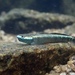 Blue Neon Goby - Photo (c) Tse Chung Yi, some rights reserved (CC BY-NC), uploaded by Tse Chung Yi
