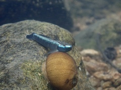 Stiphodon atropurpureus