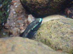 Stiphodon atropurpureus