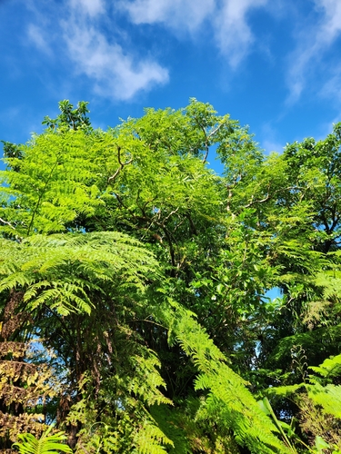 Polyscias lanutoensis observed 2025-06-12