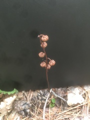 Pyrola chlorantha