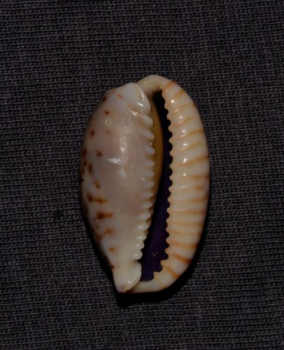 Eroded Cowry