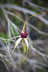 Caladenia applanata