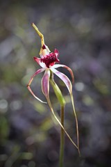 Caladenia applanata