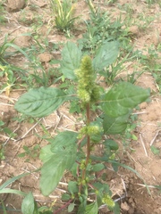 Amaranthus