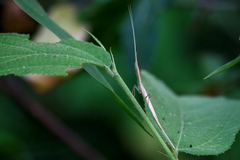 Didymocorypha lanceolata