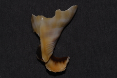 Phalium bandatum