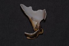 Phalium bandatum