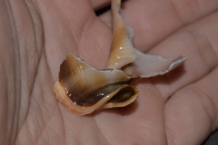 Phalium bandatum
