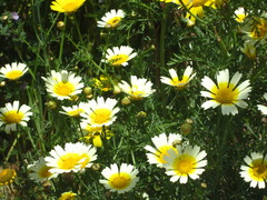 Glebionis coronaria discolor