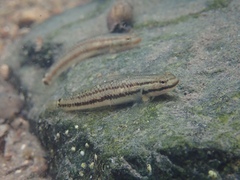 Stiphodon atropurpureus