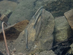 Stiphodon atropurpureus
