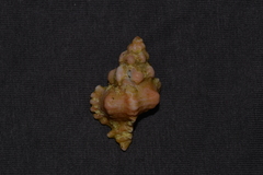 Chicoreus denudatus