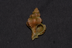 Chicoreus denudatus