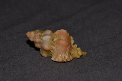 Chicoreus denudatus