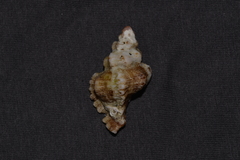 Chicoreus denudatus
