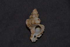 Chicoreus denudatus