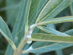 Asclepias brachystephana