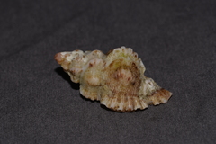 Chicoreus denudatus