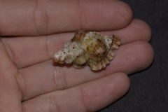 Chicoreus denudatus