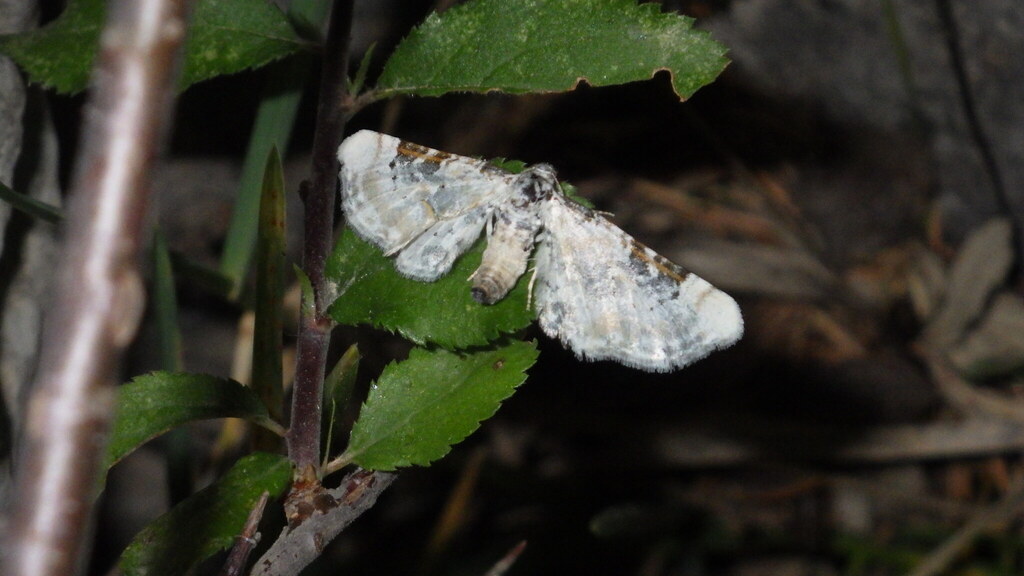 Eupithecia gratiosata