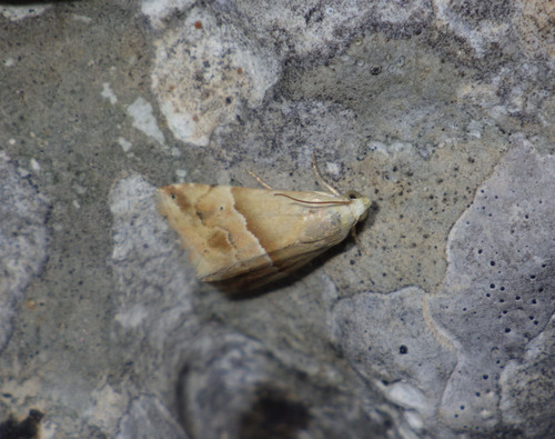 Small Marbled