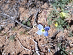 Heliophila lactea